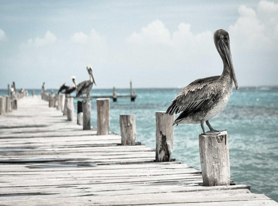 Real-World Coconut Survival: Fact vs. Fiction